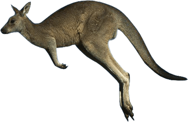 25 Kangaroo Png Image Collection Free - Kangaroo With No Background