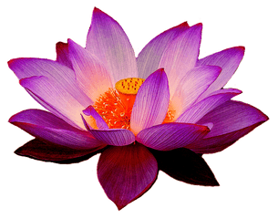 Purple Lotus Flower Png Clipart - Lotus Flower Png Transparent
