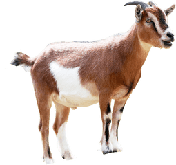 Goat Png Image Transparent Background - Goat Png