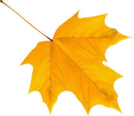 Autumn Falling Leaves Transparent Png - Yellow Fall Leaves Clip Art