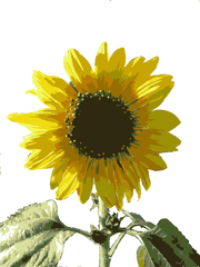 Sunflower Seed Plant Flower Png Clipart - Girasol