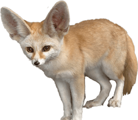 Fennec Fox - Fennec Fox Transparent Background Png