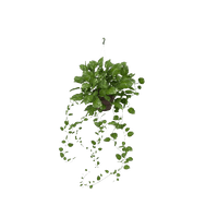 Pic Ivy Hanging PNG Image High Quality