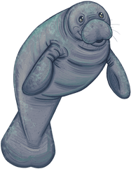 Manatee Clipart Png - Manatee Clipart