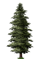 Pine Tree File - Free PNG