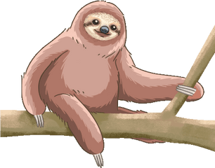 Sloth Pygmy Three Toed Gif - Sloth Pygmythreetoedsloth Discover U0026 Share Gifs Pygmy Sloth Png