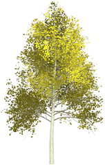 Aspen Trees Png U0026 Free Treespng Transparent Images - Aspen Tree Png