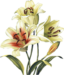 Lily Garland Png - Lilies Clipart