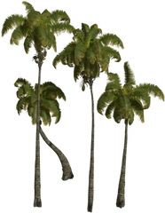 Trujen Png Best Free Transparent Background Clip Art - Palm Tree Cluster Png