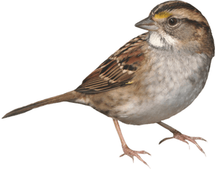 Sparrow Standing Png Image - Sparrow Png Transparent