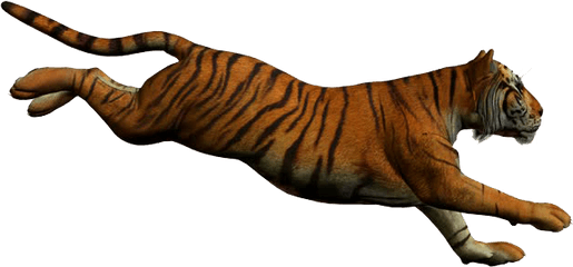 Tiger Jumping White Background - Running Tiger Transparent Background Png