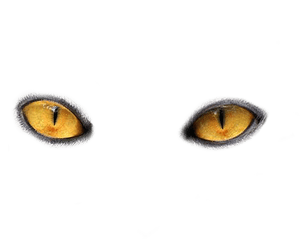 Eyes Png Images Free Download - Cat Eyes Png