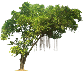 Forest Tree Transparent Png Clipart - Jungle Tree Png