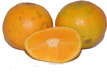 Sweet Pixie Oranges - Valencia Orange Png