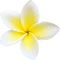 Frangipani White Flower Free HD Image - Free PNG