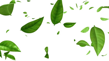 Green Leaf Photos HD Image Free PNG
