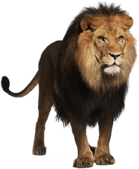 Lion Clipart Real - Lions Png