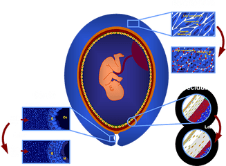 The Perinatology Research Branch - Nichdnih Home Cuerpo De Bomberos De Venezuela Png