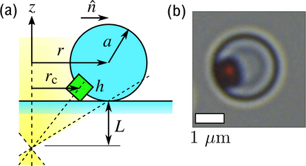 Trochoidal Trajectories Of Self - Propelled Janus Particles In Circle Png