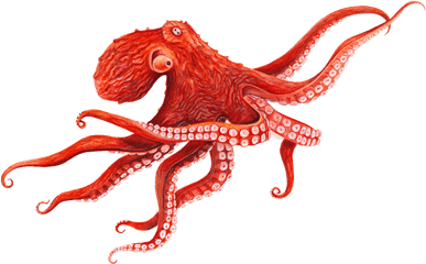 Giant Pacific Octopus - Octopus Png