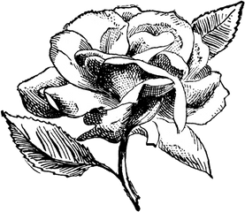 Free Vintage Digital Stamps Stamp - Vintage Rose Flower Illustration Png Black And White