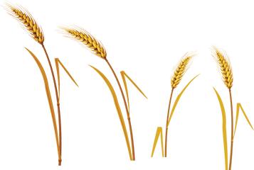 Great Grains And Wheats - Wheat Png