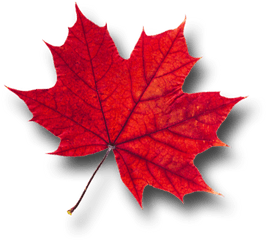 Maple Leaf Png Picture - Red Maple Leaf Transparent