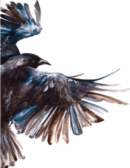 Common Raven Bird Painting - Watercolour Crow Painting Png