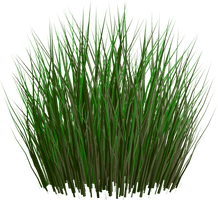 Grass Png Image Green Grass Png Picture