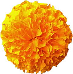 Download Marigold Free Png Transparent - Flor De CempasÃºchil Animada