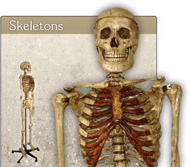 Index Of Images - Skeleton Png