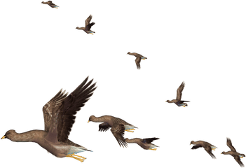 Download Flying Bird Png Clipart - Realistic Birds Png Flying