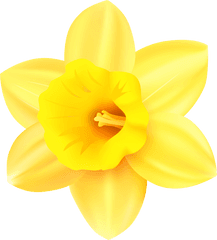 Clip Art Transparent Background - Transparent Daffodil Clipart Png