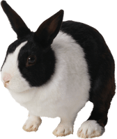 Rabbit Png Image