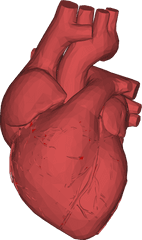 The Heart Of Matter - Single Steps Learning Project Transparent Background Anatomical Heart Png