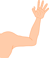 Arm Photos - Free PNG