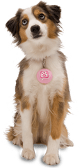 Download Hd Cute Dog Png - Dog Png For Editing