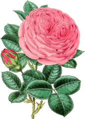 Pinkplantflower Png Clipart - Royalty Free Svg Png Happy Mothers Day Roses