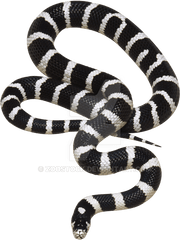 Snake - Black And White Snake Png