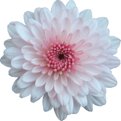 Pink And White Flowers Png 1 Image - Pink And White Flower Png