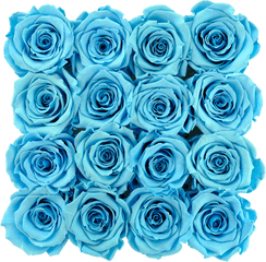 Download Blue Preserved Roses - Blue Rose Png Image With No