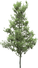 Pine Trees Png Hd Pictures - Vhvrs Lumion Pine Tree