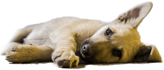 Sleeping Dogs Png - Dog Sleeping Transparent Background