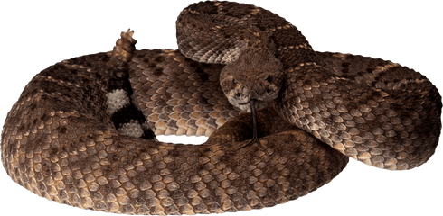 Snake Png Transparent Background Image - Rattlesnake Transparent Background