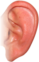 Ear Png Image