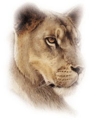 Lioness Head Png