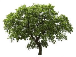 Tree Png Image