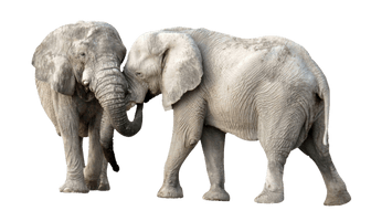 Elephant Clipart - Free PNG