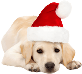 Library Of Cat With Santa Hat Clip Stock Png Files - Santa Hat On Dog