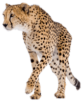 Cheetah Png